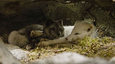 Szenenbild aus dem Film „Die Abenteuer von Kina & Yuk“