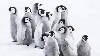 Mehr zum Film „Die Reise der Pinguine 2“ Szenenbild aus dem Film „Die Reise der Pinguine 2“