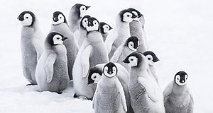 Video zum Film „Die Reise der Pinguine 2“