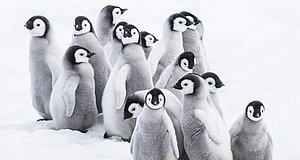 Video zum Film „Die Reise der Pinguine 2“