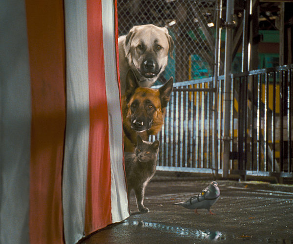catsanddogs