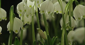 Szenenbild aus dem Film „Das grüne Wunder - Unser Wald“