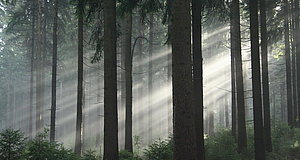 Szenenbild aus dem Film „Das grüne Wunder - Unser Wald“