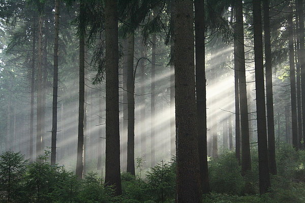 Das grüne Wunder - Unser Wald