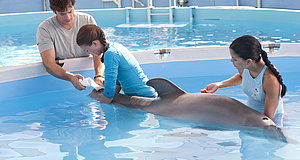 Szenenbild aus dem Film „Mein Freund, der Delfin“