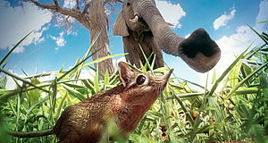 Szenenbild aus dem Film „Hidden Kingdoms - Im Königreich der kleinen Tiere“