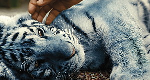 Szenenbild aus dem Film „Der blaue Tiger“