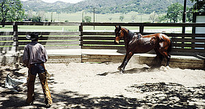 Szenenbild aus dem Film „Wild Mustang“