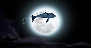 Szenenbild aus dem Film „Der Delfin - Die Geschichte eines Träumers“