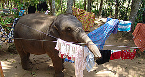 Szenenbild aus dem Film „Chandani und ihr Elefant“
