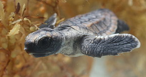 Szenenbild aus dem Film „Tortuga - Die unglaubliche Reise der Meeresschildkröte“