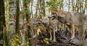 Szenenbild aus dem Film „Bambi - Eine Lebensgeschichte aus dem Walde“