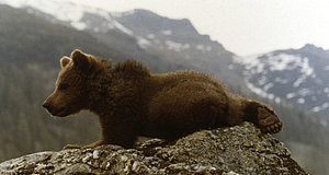 Szenenbild aus dem Film „Der Bär“