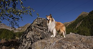 Szenenbild aus dem Film „Lassie - ein neues Abenteuer“