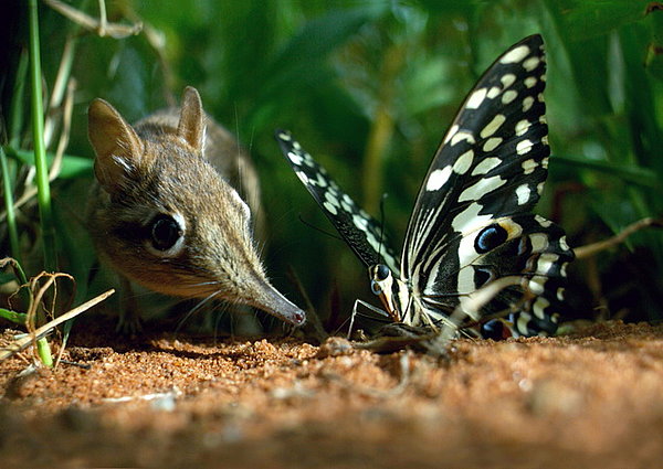 Hidden Kingdoms - Im Königreich der kleinen Tiere