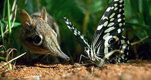 Szenenbild aus dem Film „Hidden Kingdoms - Im Königreich der kleinen Tiere“