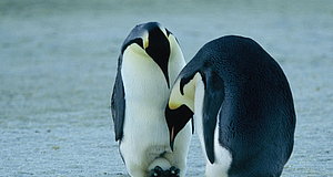 Szenenbild aus dem Film „Die Reise der Pinguine“