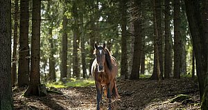 Szenenbild aus dem Film „Ponyherz – Wild und frei“