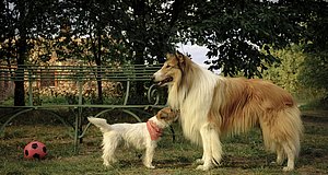 Szenenbild aus dem Film „Lassie - ein neues Abenteuer“