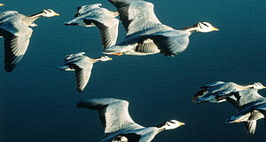 Szenenbild aus dem Film „Nomaden der Lüfte - Das Geheimnis der Zugvögel“