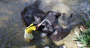 Szenenbild aus dem Film „Chandani und ihr Elefant“