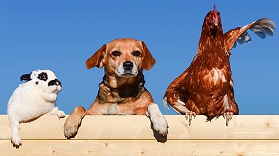 Verschieden und doch verbunden - Geschichten über tierisch gute Freunde