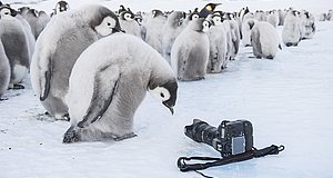 Szenenbild aus dem Film „Die Reise der Pinguine 2“