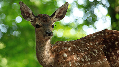 Szenenbild aus dem Film „Bambi - Eine Lebensgeschichte aus dem Walde“