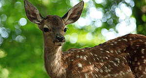 Video zum Film „Bambi - Eine Lebensgeschichte aus dem Walde“