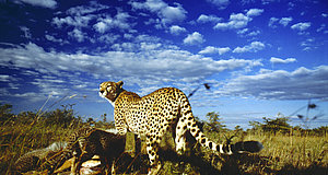 Szenenbild aus dem Film „Serengeti“