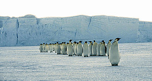 Szenenbild aus dem Film „Die Reise der Pinguine“