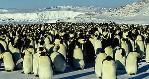 Szenenbild aus dem Film „Die Reise der Pinguine“