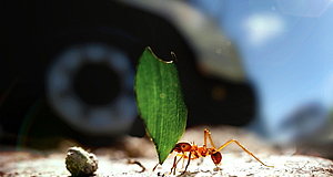 Szenenbild aus dem Film „Hidden Kingdoms - Im Königreich der kleinen Tiere“