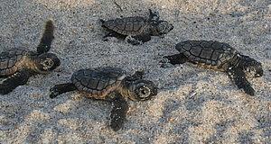 Szenenbild aus dem Film „Tortuga - Die unglaubliche Reise der Meeresschildkröte“