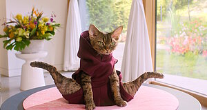 Szenenbild aus dem Film „Gabby’s Dollhouse: Der Film“ Szenenbild aus dem Film „Gabby’s Dollhouse: Der Film“