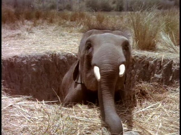 Mein Freund, der kleine Elefant
