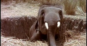 Szenenbild aus dem Film „Mein Freund, der kleine Elefant“