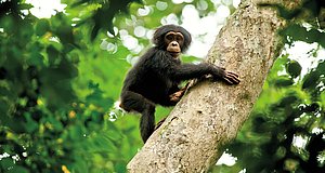 Video zum Film „Schimpansen“