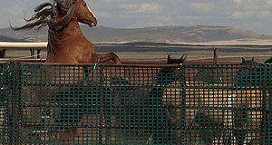 Video zum Film „Wild Mustang“