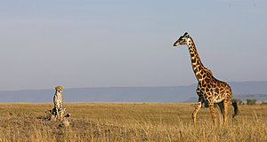 Szenenbild aus dem Film „Serengeti“