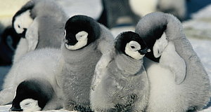 Szenenbild aus dem Film „Die Reise der Pinguine“