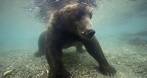 Szenenbild aus dem Film „Im Land der Bären“