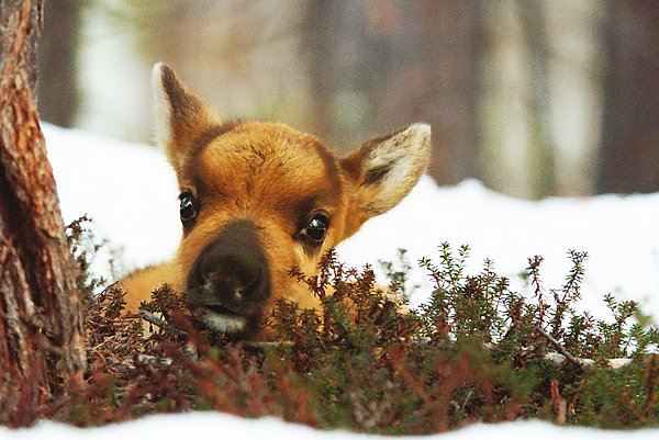 Ailos Reise - Große Abenteuer beginnen mit kleinen Schritten
