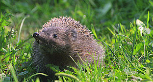 Szenenbild aus dem Film „Ein Igel namens Hogi“