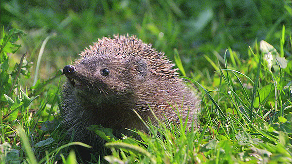 Ein Igel namens Hogi