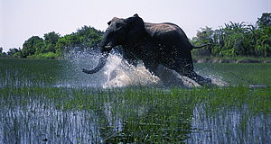 Szenenbild aus dem Film „African Safari 3D“