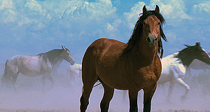 Szenenbild aus dem Film „Wild Mustang“