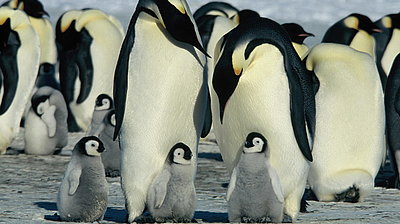 Szenenbild aus dem Film „Die Reise der Pinguine“