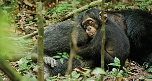 Szenenbild aus dem Film „Schimpansen“