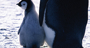 Szenenbild aus dem Film „Die Reise der Pinguine“